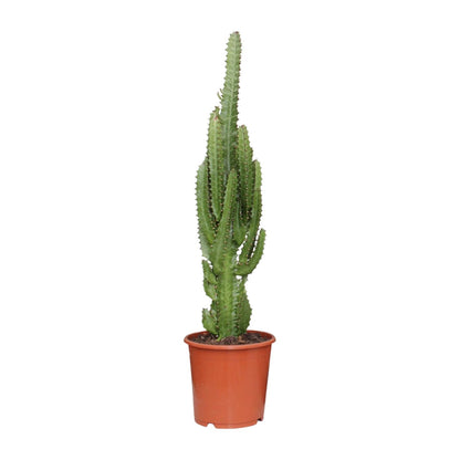 Euphorbia trigona – Ø17cm ↕70cm | Green modern totem – Easy maintenance