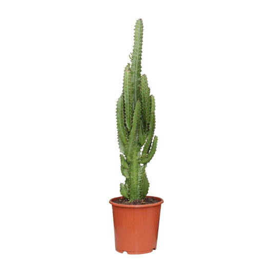 Euphorbia trigona – Ø17cm ↕70cm | Green modern totem – Easy maintenance