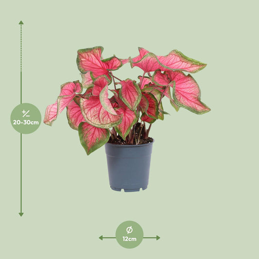 Caladium Sweetheart – Ø12cm ↕25cm | Challenging maintenance