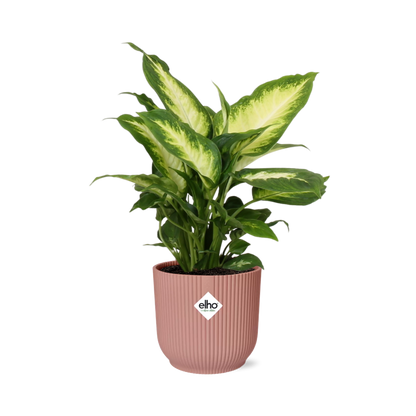 Dieffenbachia 'Camilla' in ELHO Vibes Fold 14cm pink | Soft-focus foliage art – Average maintenance