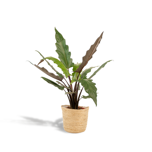 Alocasia Lauterbachiana (Elephant Ear) – Ø19cm ↕80cm + Basket Selin | Average maintenance