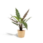Alocasia Lauterbachiana (Elephant Ear) – Ø19cm ↕80cm + Basket Selin | Average maintenance