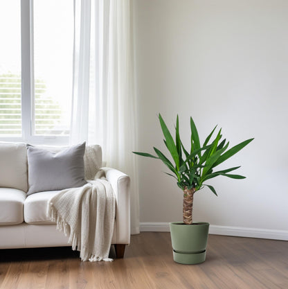 Yucca – Ø14 cm – ↕60 cm
