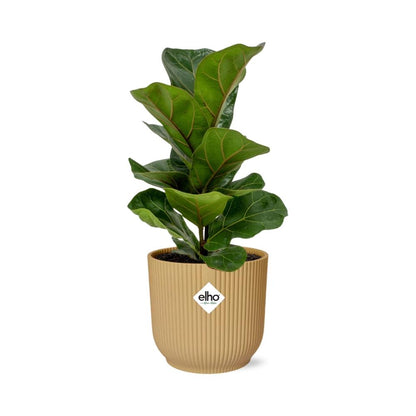 Ficus Lyrata 'Bambino' in ELHO Vibes Fold 14 cm yellow