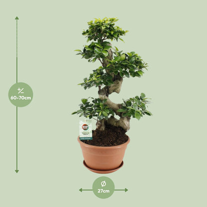Ficus Ginseng – Ø27 cm – ↕70 cm