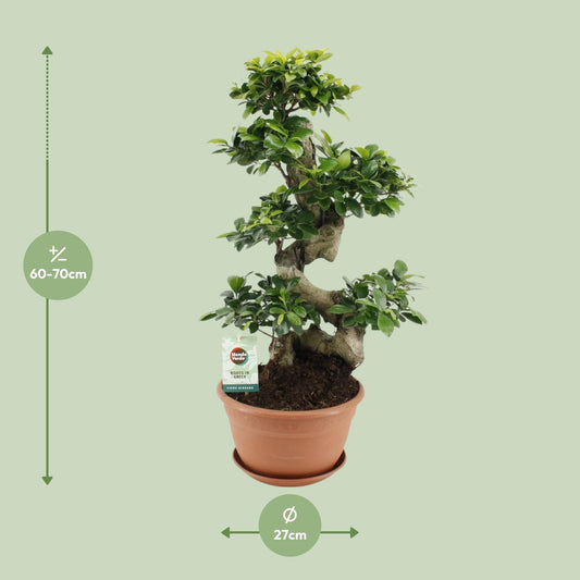 Ficus Ginseng – Ø27 cm – ↕70 cm