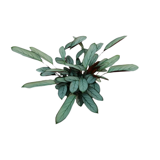 Ctenanthe oppenheimiana – Ø17cm ↕70cm | Average maintenance