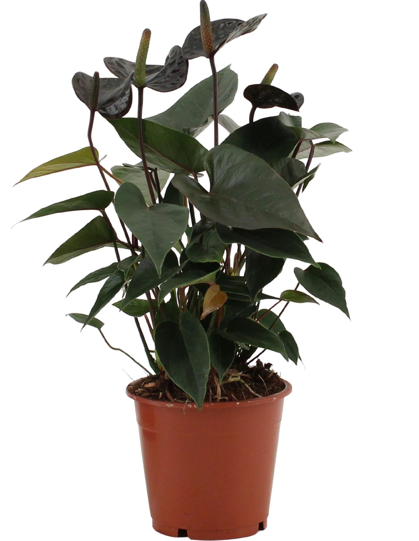 Anthurium 'Black Love' (in transparent sleeve) – Ø12cm ↕36cm | Average maintenance