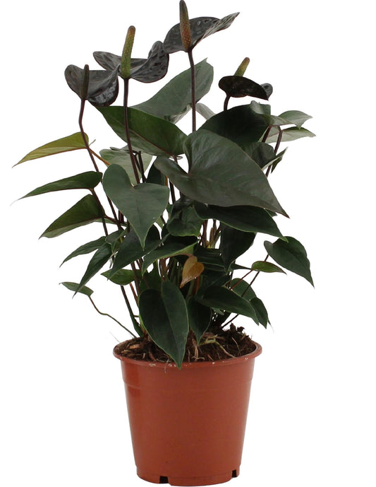 Anthurium 'Black Love' (in transparent sleeve) – Ø12cm ↕36cm | Average maintenance
