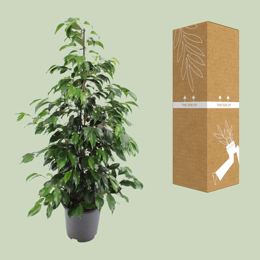 Ficus benjamina Danielle – Ø21cm ↕95cm | Gemiddeld onderhoud