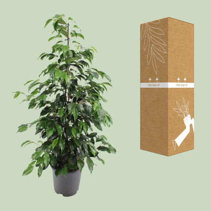 Ficus benjamina Danielle – Ø21cm ↕95cm | Average maintenance