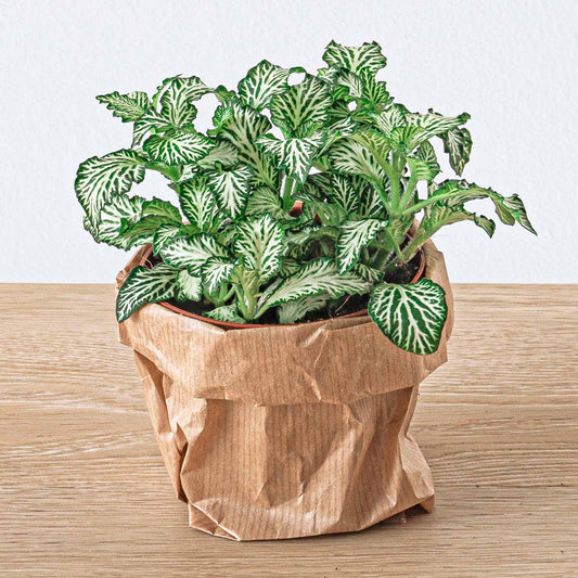 🎁 DIY Terrarium Refill – Starter Pack 5 Plants (M/L/XL)