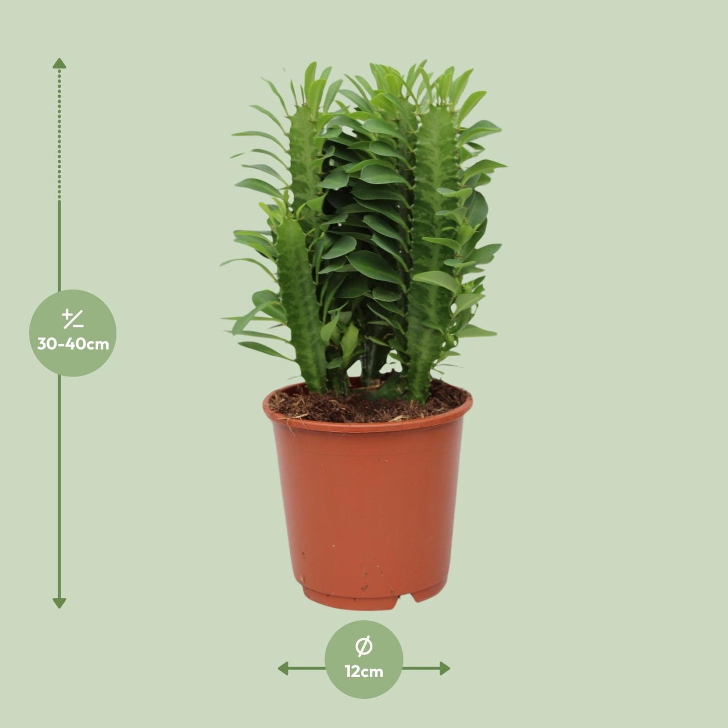 Euphorbia trigona (African Milk Tree) – Ø12cm ↕40cm | Easy maintenance