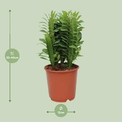 Euphorbia trigona (African Milk Tree) – Ø12cm ↕40cm | Easy maintenance