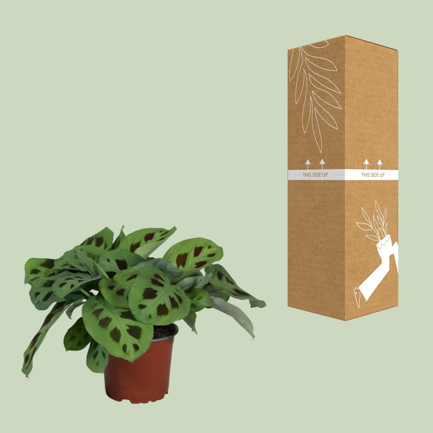 Maranta Leuconeura Kerchoveana (Biddende Plant) – Ø12cm ↕30cm | Gemiddeld onderhoud