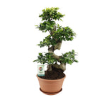 Ficus Ginseng – Ø27 cm – ↕70 cm