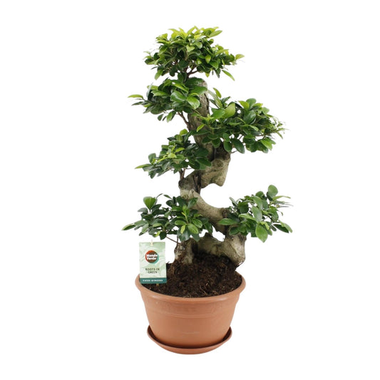 Ficus Ginseng – Ø27 cm – ↕70 cm