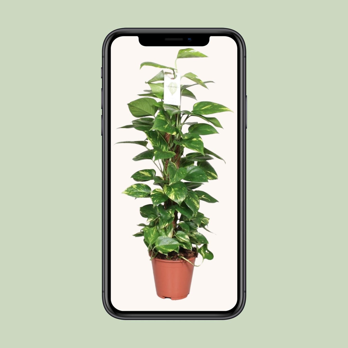Epipremnum Pinnatum Moss Pole 80cm Scindapsus – Ø19cm ↕80cm | Deluxe Climber – Average Maintenance