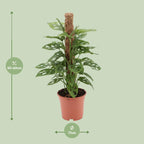 Monstera monkey - Ø17cm - ↕60cm | The jungle ninja – Easy maintenance