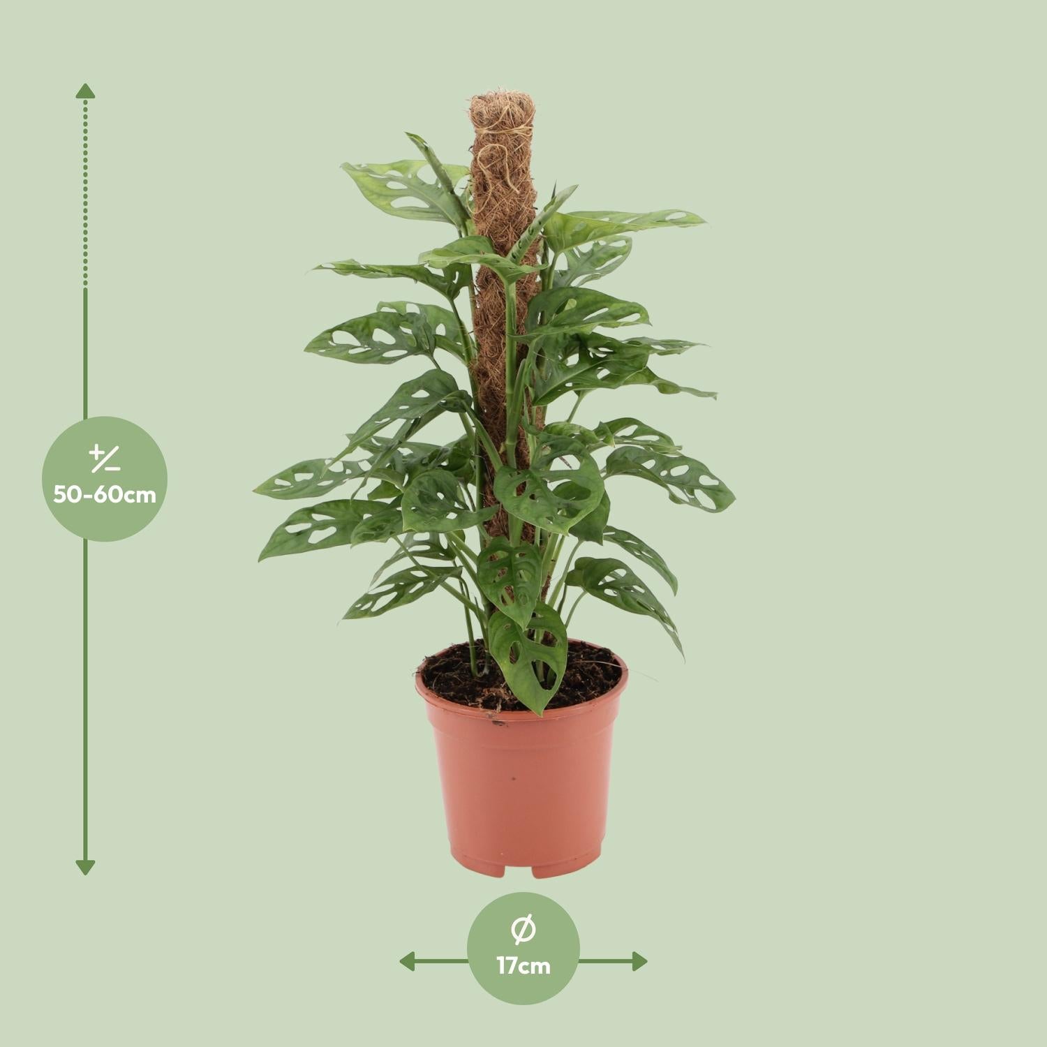 Monstera monkey - Ø17cm - ↕60cm | The jungle ninja – Easy maintenance