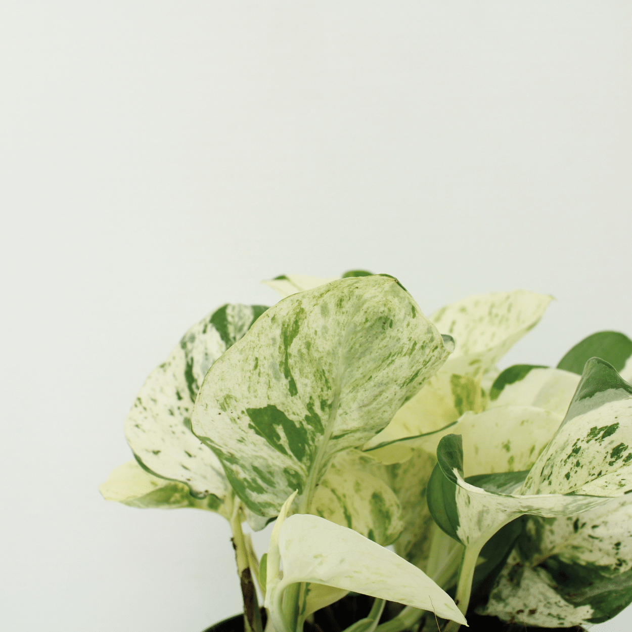 Epipremnum Happy Leaf – 4x Ø12cm ↕15cm | Easy maintenance