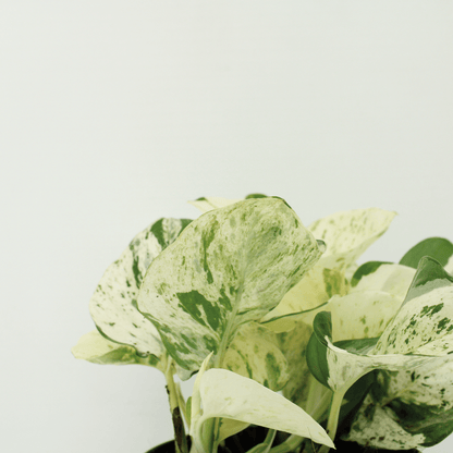 Epipremnum Happy Leaf – 4x Ø12cm ↕15cm | Easy maintenance