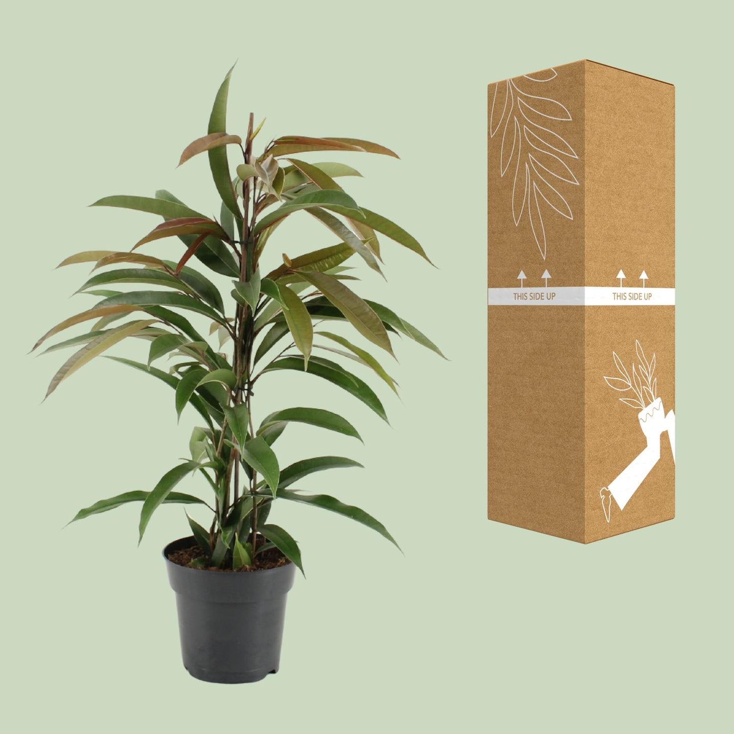 Ficus 'Amstel King' – Ø17cm ↕70cm | Slender leaf king – Average maintenance