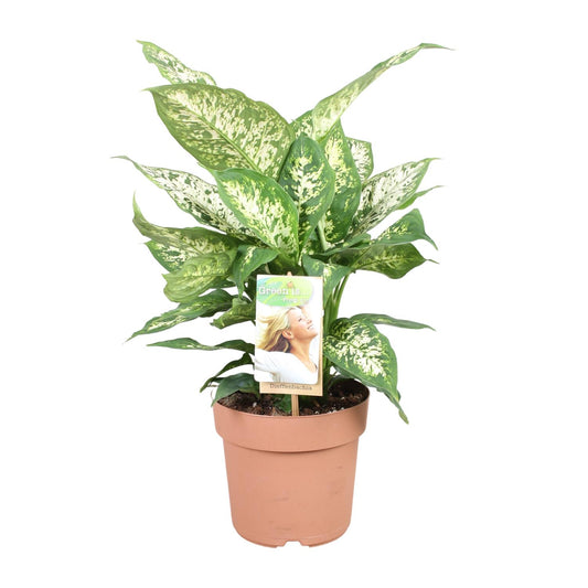 Dieffenbachia Compacta – Ø17cm ↕45cm | Average maintenance