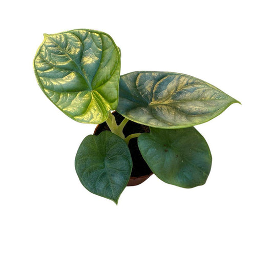 Alocasia 'Silver Dragon' – Ø6cm ↕10cm | Average maintenance