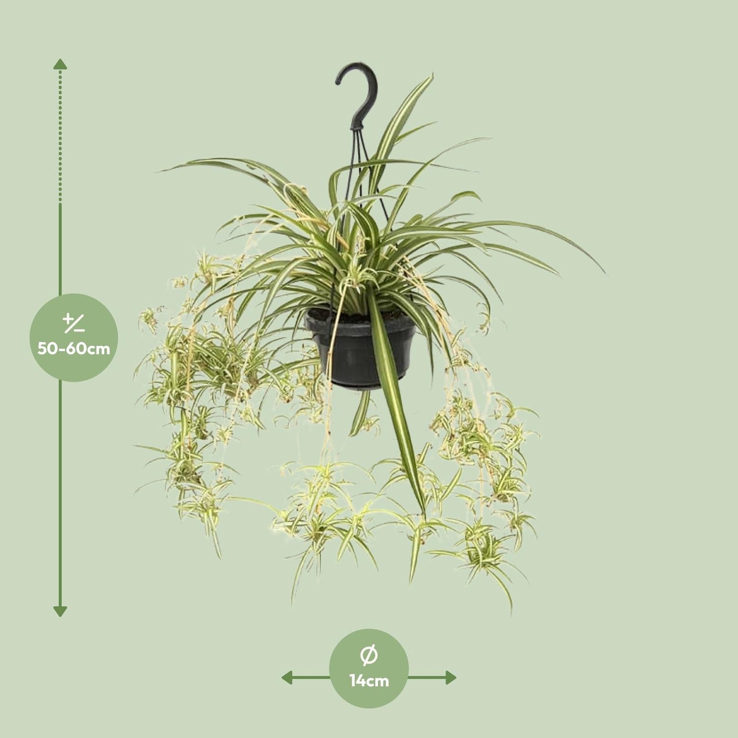 Chlorophytum Comosum Variegatum – Spider Plant Hanging Plant Ø14 cm ↕55 cm