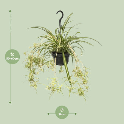 Chlorophytum Comosum Variegatum – Spider Plant Hanging Plant Ø14 cm ↕55 cm