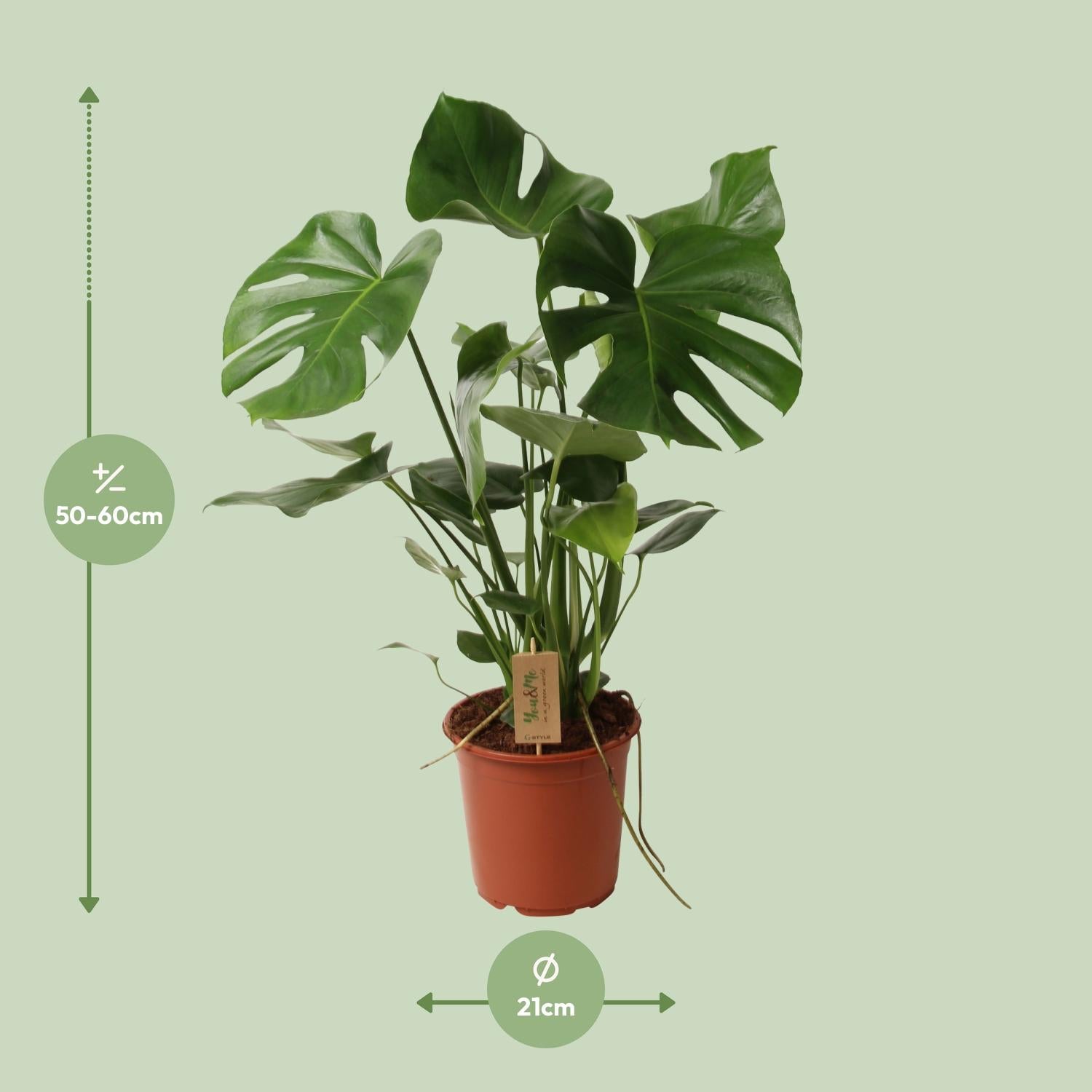 Monstera deliciosa P21 – Ø21cm ↕60cm | Average maintenance