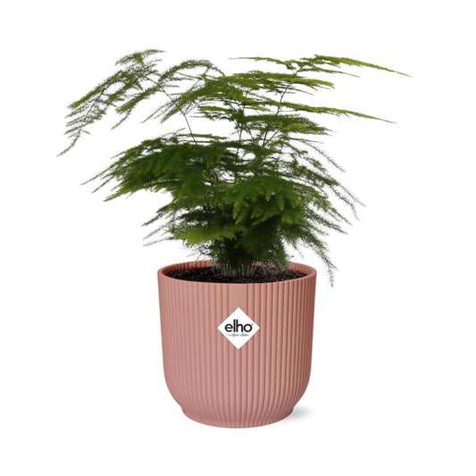 Asparagus setaceus 'Plumosus' in ELHO Vibes Fold 14cm – Pink | Average maintenance