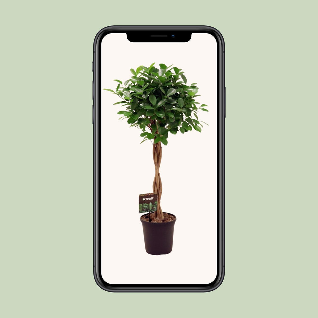 Ficus Moclame – Ø23cm ↕110cm | Average maintenance