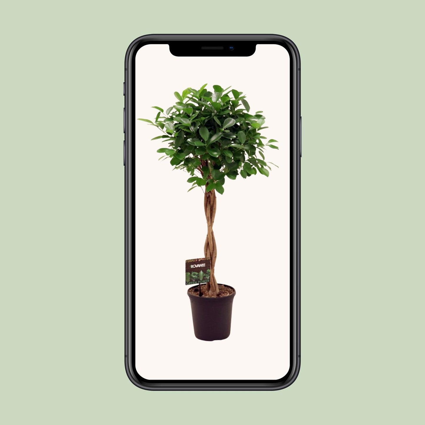 Ficus Moclame – Ø23cm ↕110cm | Average maintenance