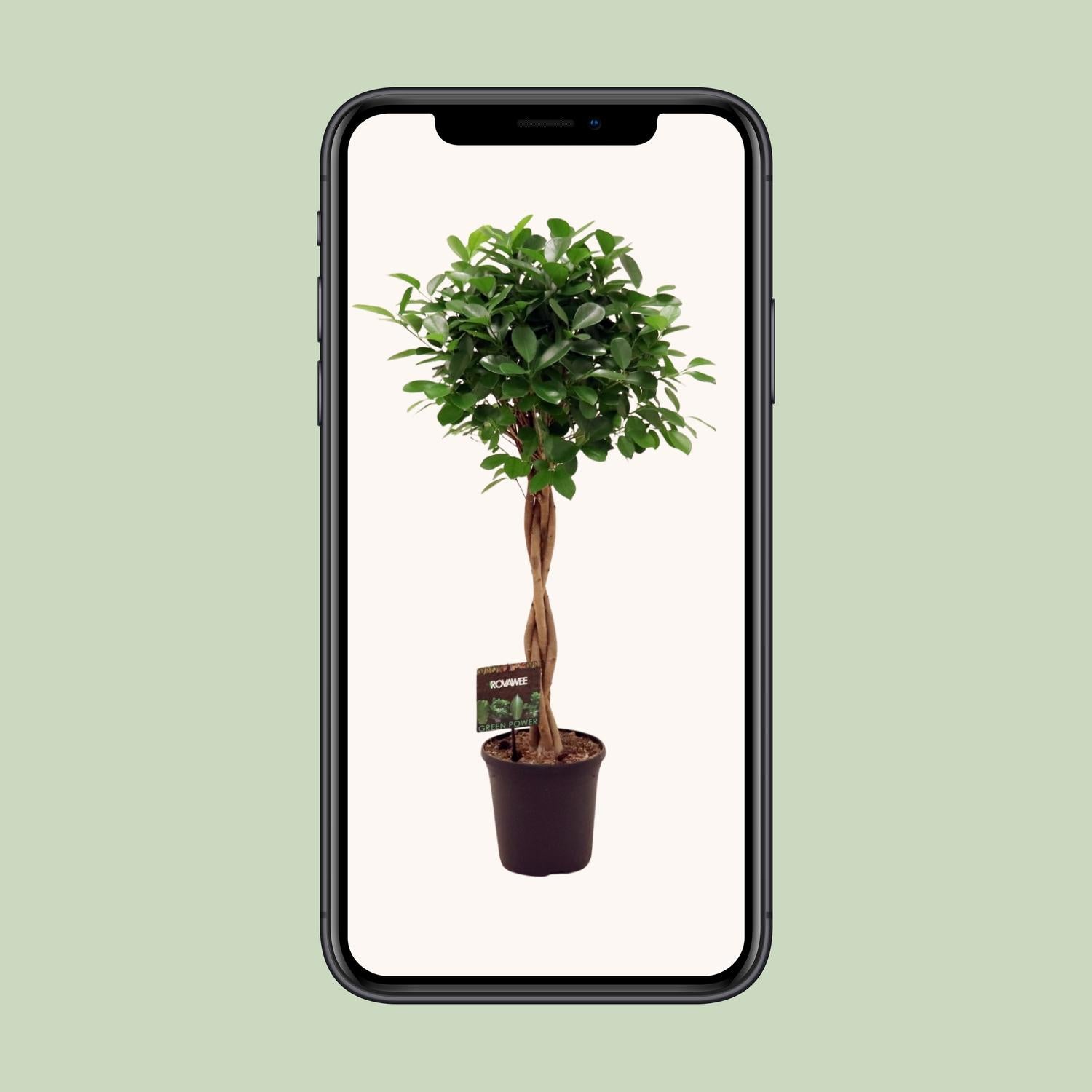Ficus Moclame – Ø23cm ↕110cm | Average maintenance