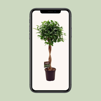 Ficus Moclame – Ø23cm ↕110cm | Average maintenance