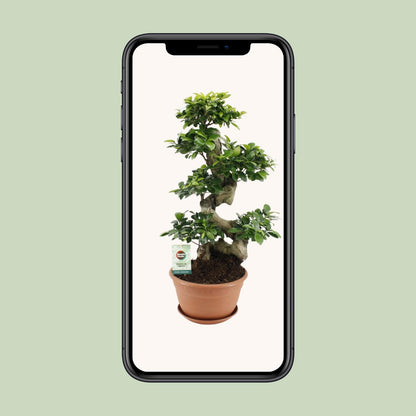 Ficus Ginseng – Ø27 cm – ↕70 cm