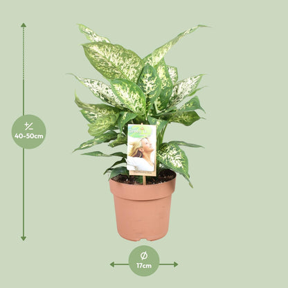 Dieffenbachia Compacta – Ø17cm ↕45cm | Average maintenance