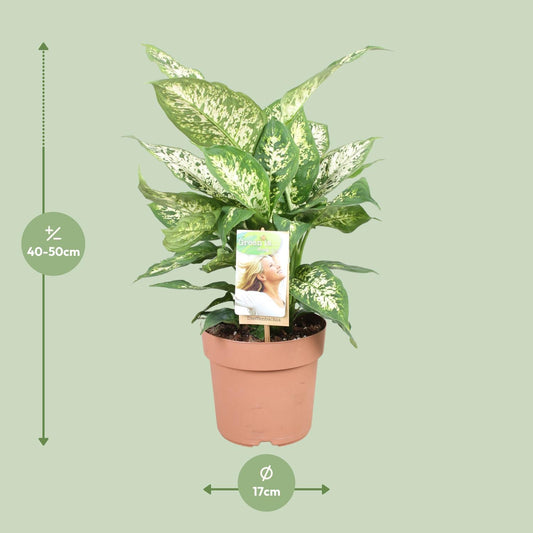 Dieffenbachia Compacta – Ø17cm ↕45cm | Average maintenance