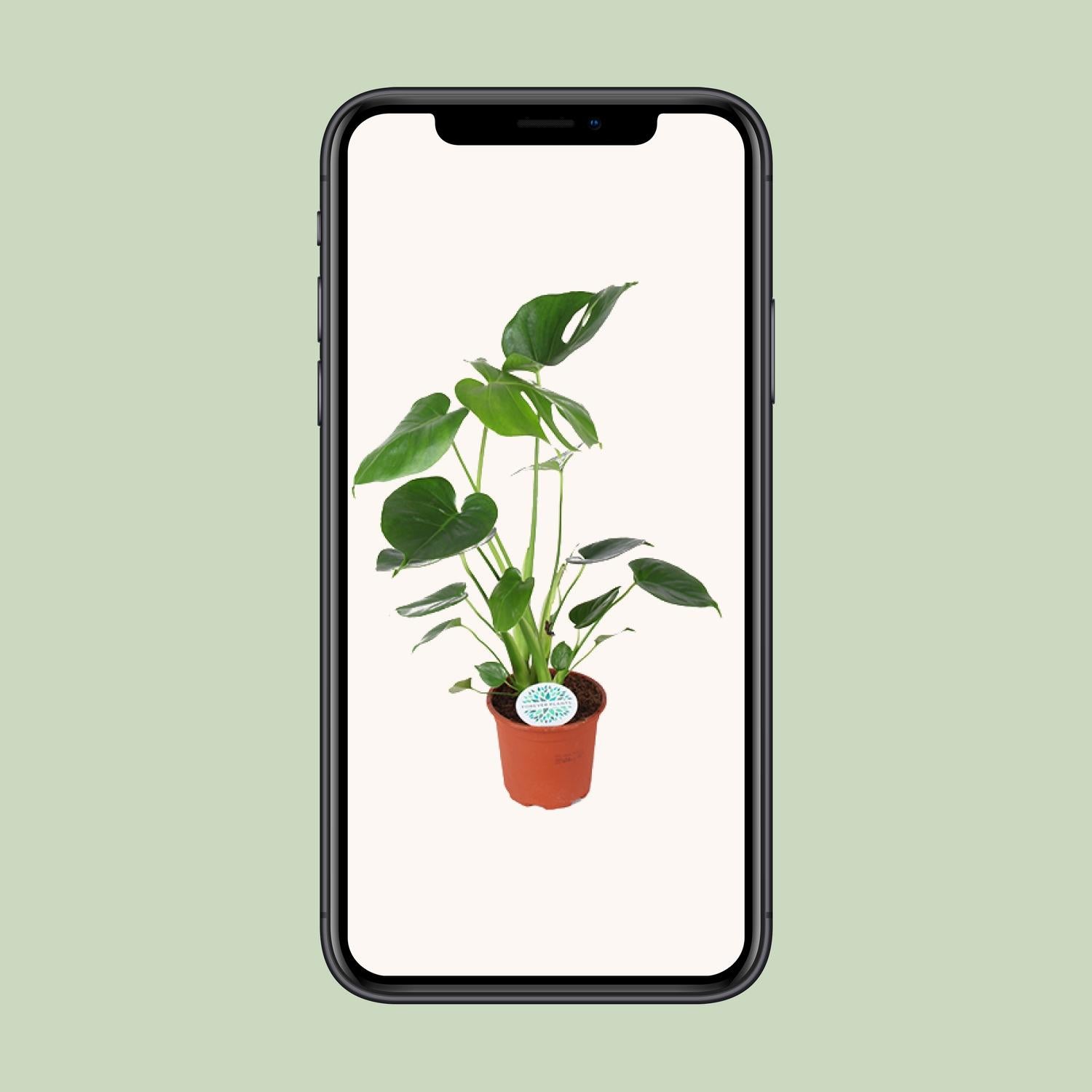 Monstera Deliciosa – Ø14cm ↕45cm | The Swiss Cheese Plant Icon – Easy Care