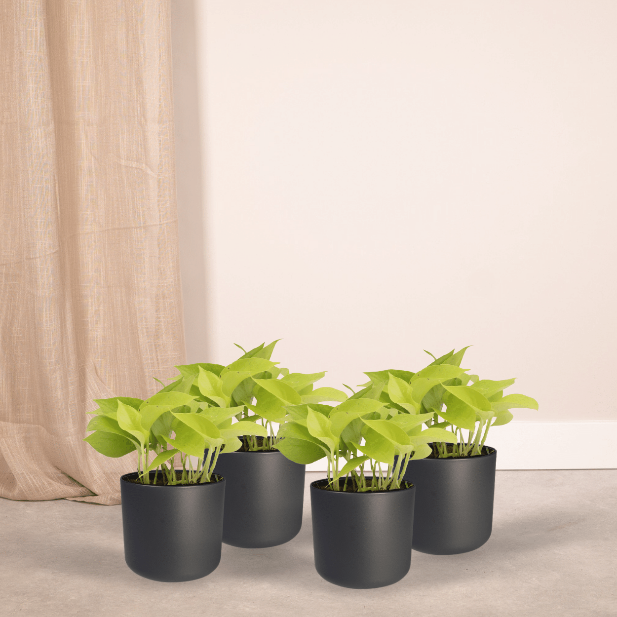 Epipremnum Golden Pothos – 4 pieces – Ø12cm ↕15cm | Easy maintenance