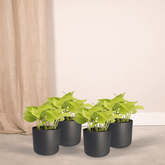 Epipremnum Golden Pothos – 4 pieces – Ø12cm ↕15cm | Easy maintenance