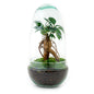 🌿 DIY Terrarium Egg – Bonsai – 25 cm