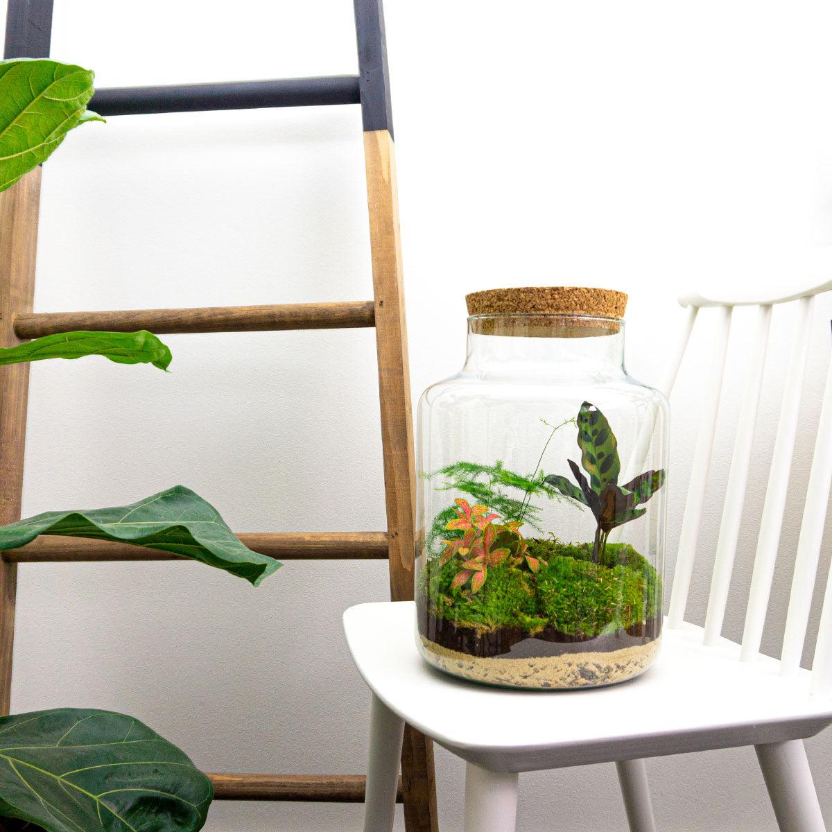🌿 DIY Terrarium Milky – 30 cm