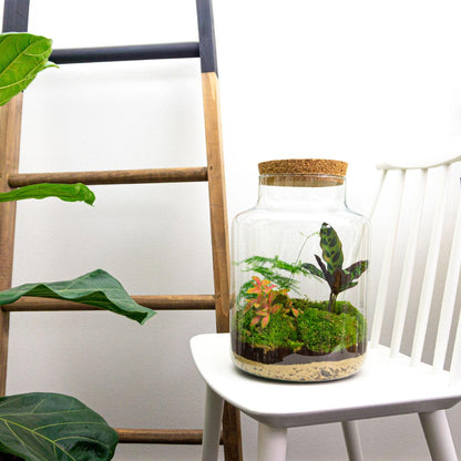 🌿 DIY Terrarium Milky – 30 cm