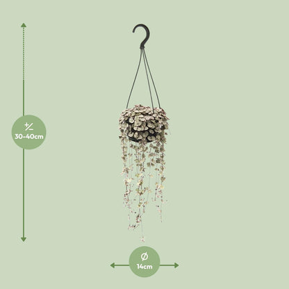 Ceropegia Woodii Variegata – String of Hearts Hanging Plant Ø14 cm ↕38 cm