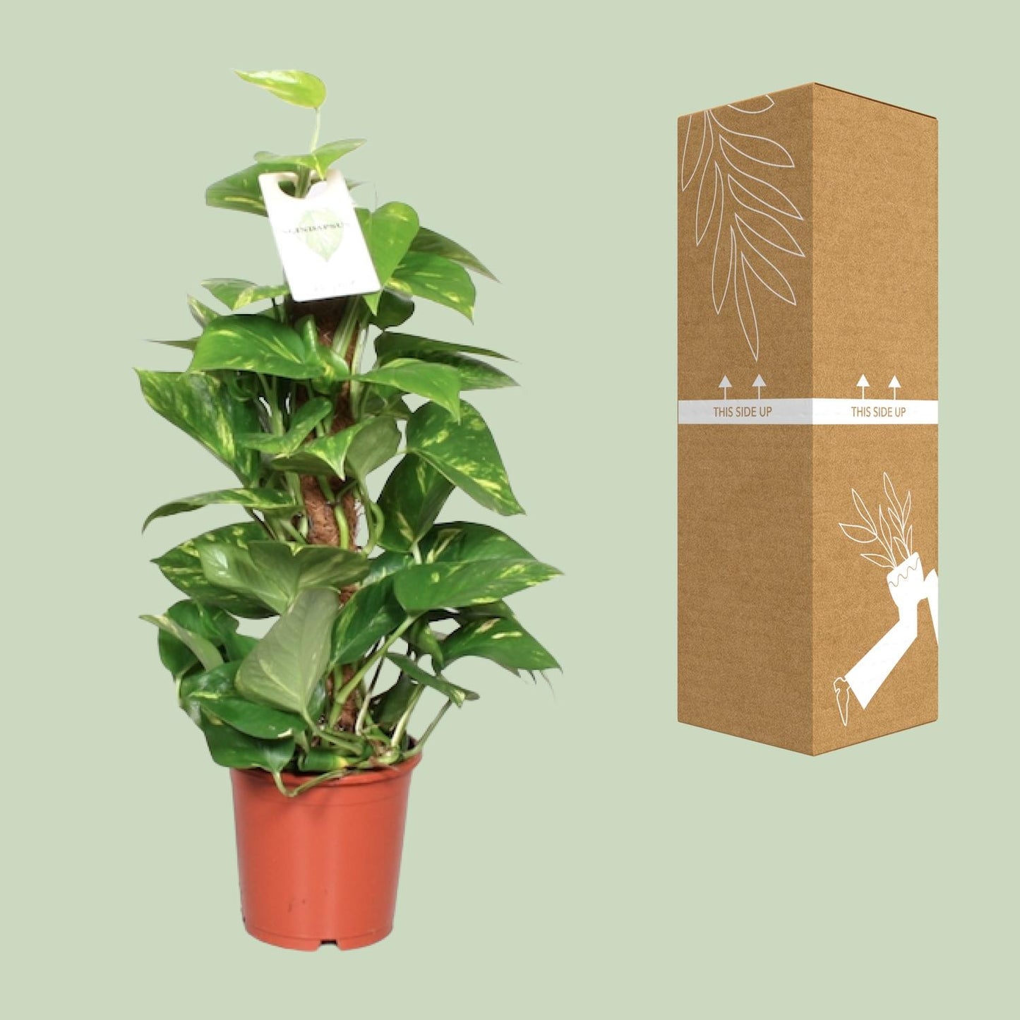Epipremnum pinnatum on moss pole – Ø15cm ↕60cm | Easy maintenance