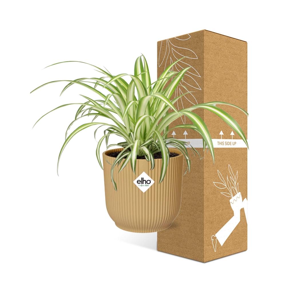 Chlorophytum Comosum Variegatum in ELHO Vibes Fold 14 cm yellow