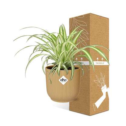 Chlorophytum Comosum Variegatum in ELHO Vibes Fold 14 cm yellow